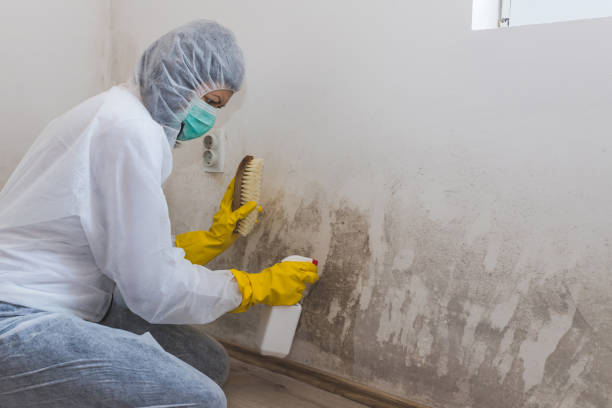 Best Mold Removal for HVAC Installations  in Cedar Hill, MO