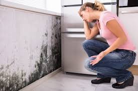 Best Environmental Consulting for Mold Prevention  in Cedar Hill, MO